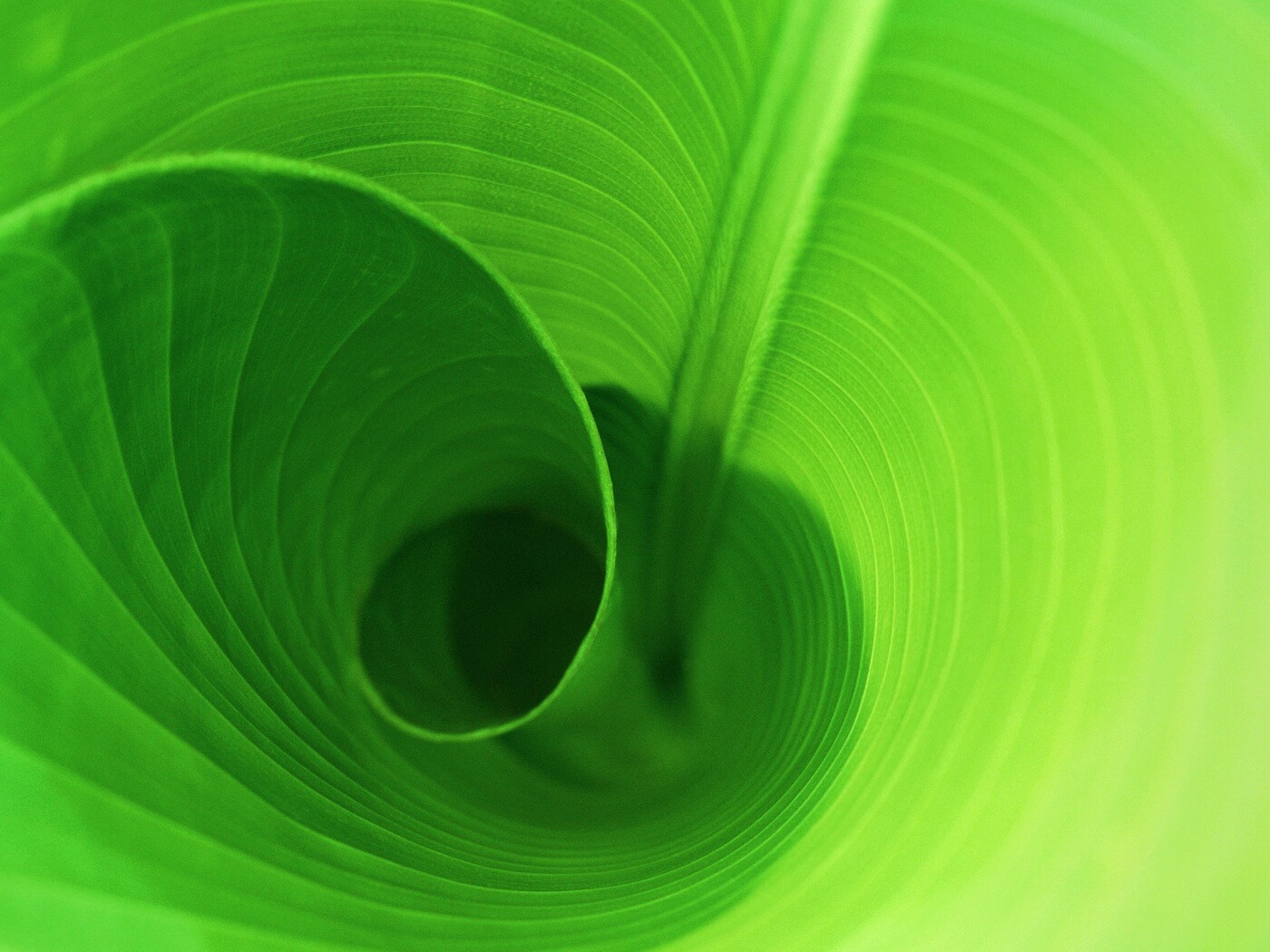 Зеленый лист трубочкой обои