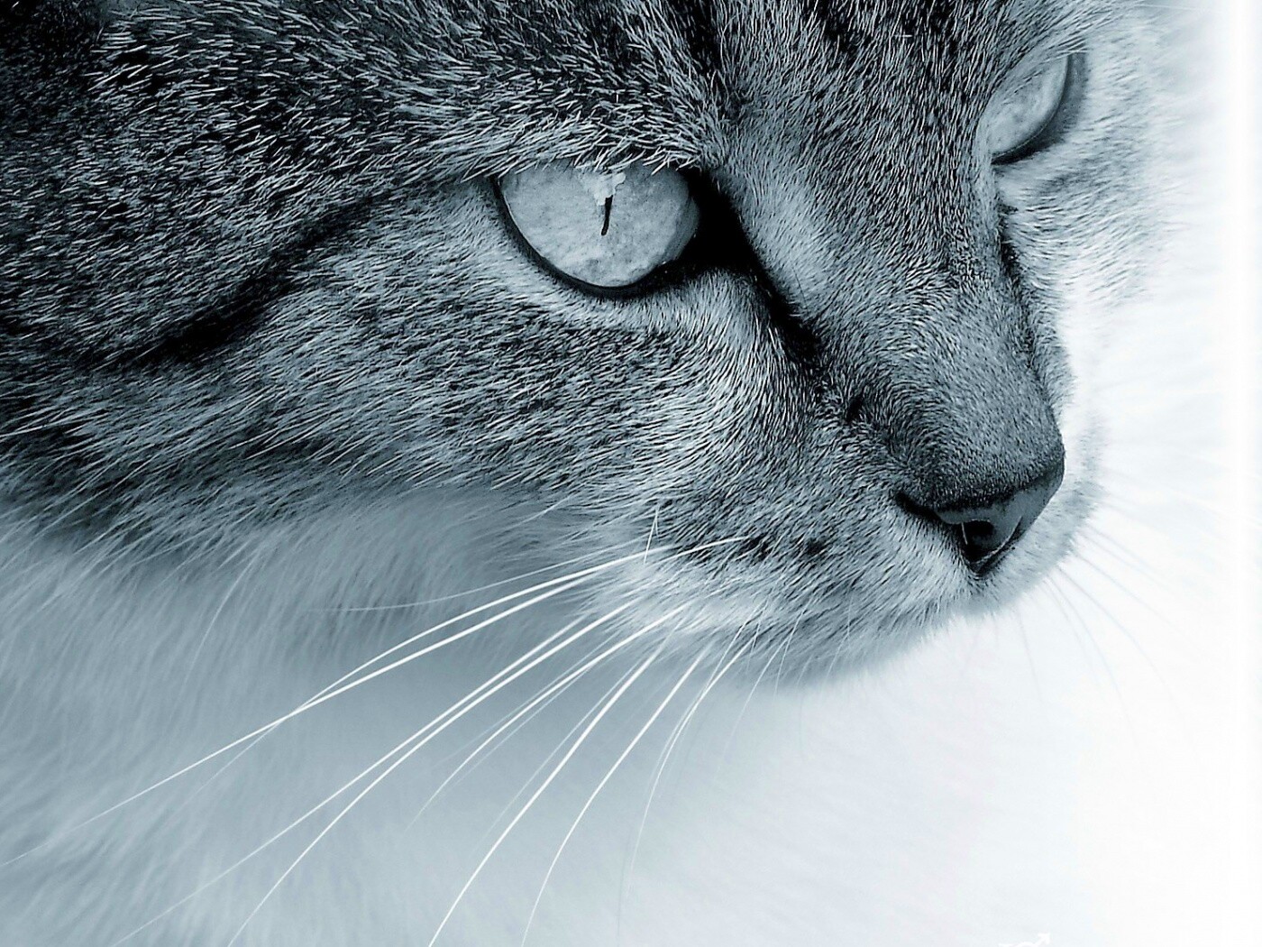 Очень красивый кот обои