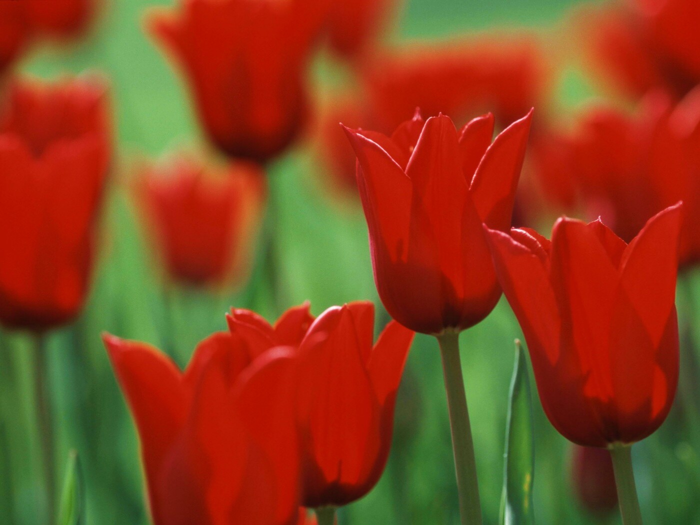 Красные цветы обои