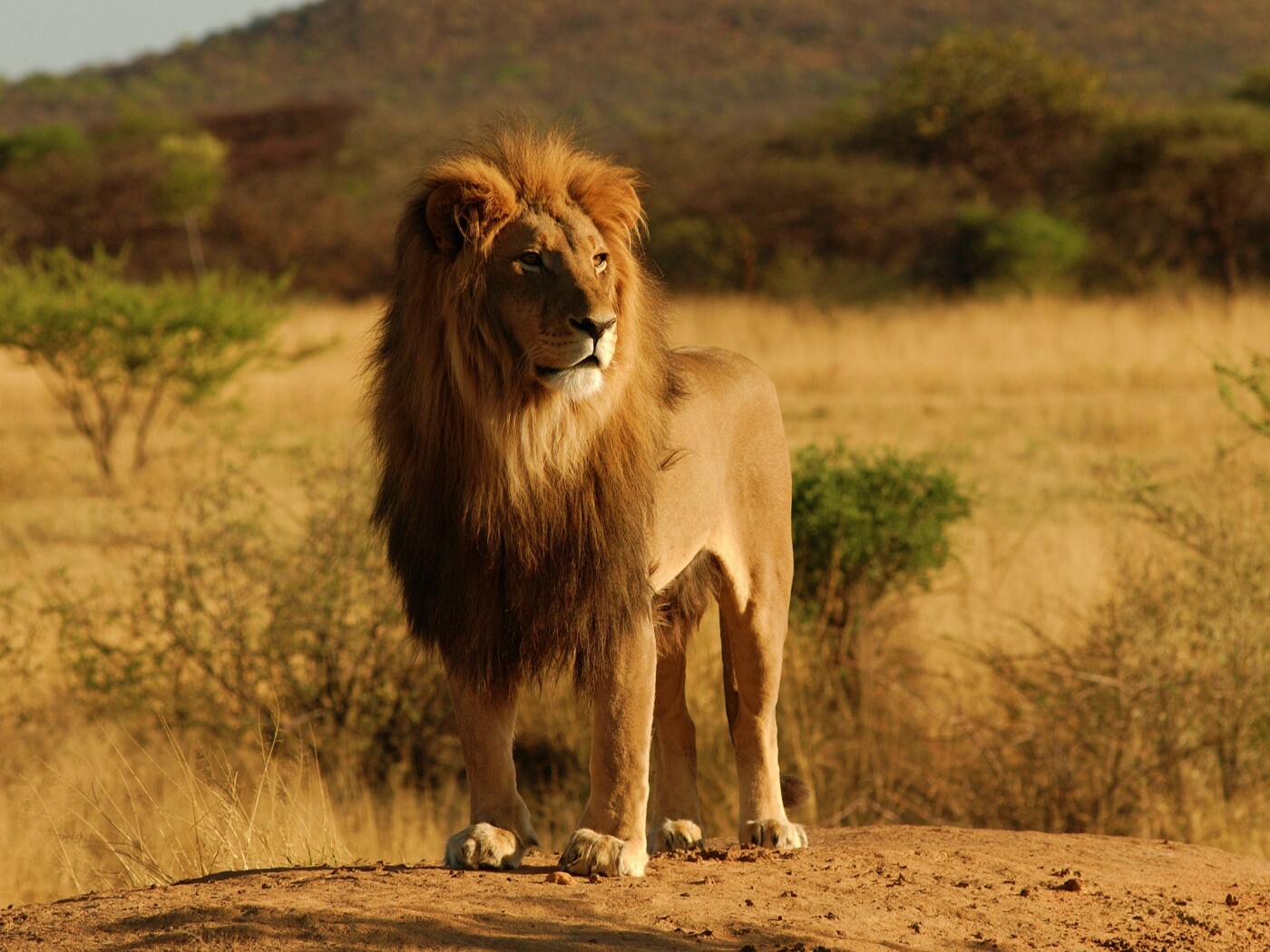 Царь зверей обои