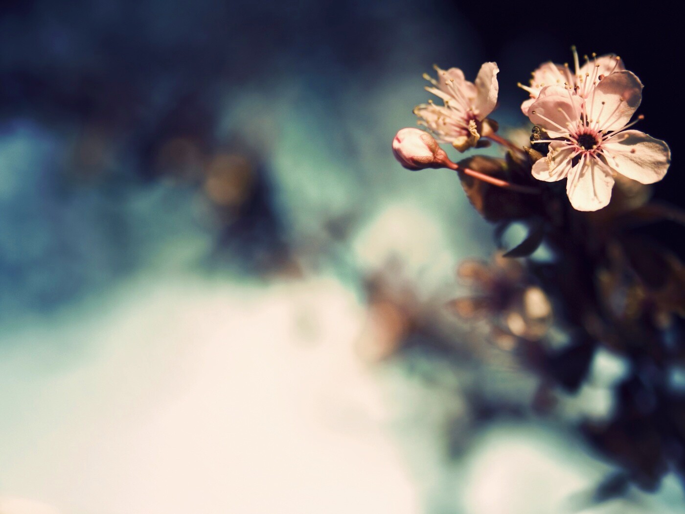 Цветок вишни обои