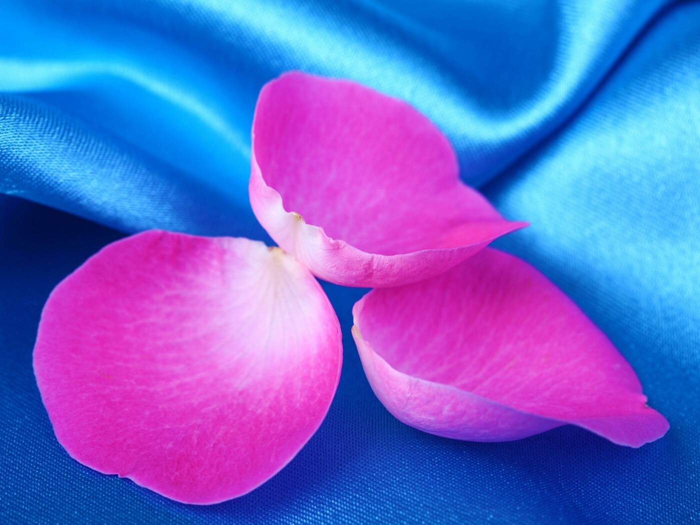 Лепестки розы на голубой ткани обои