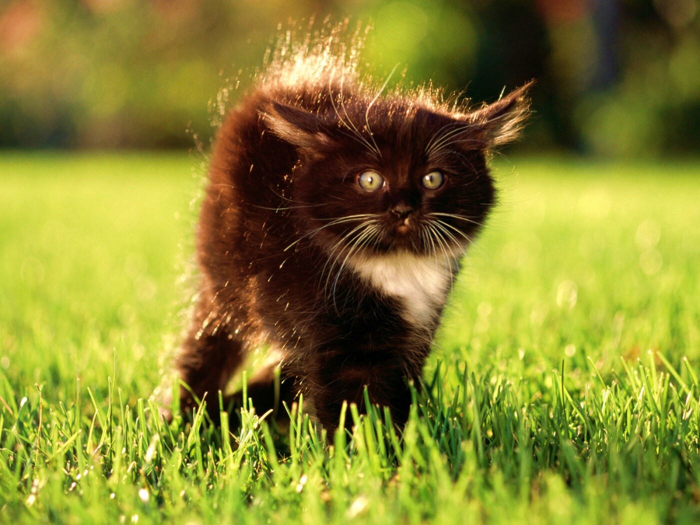 Кот воитель обои