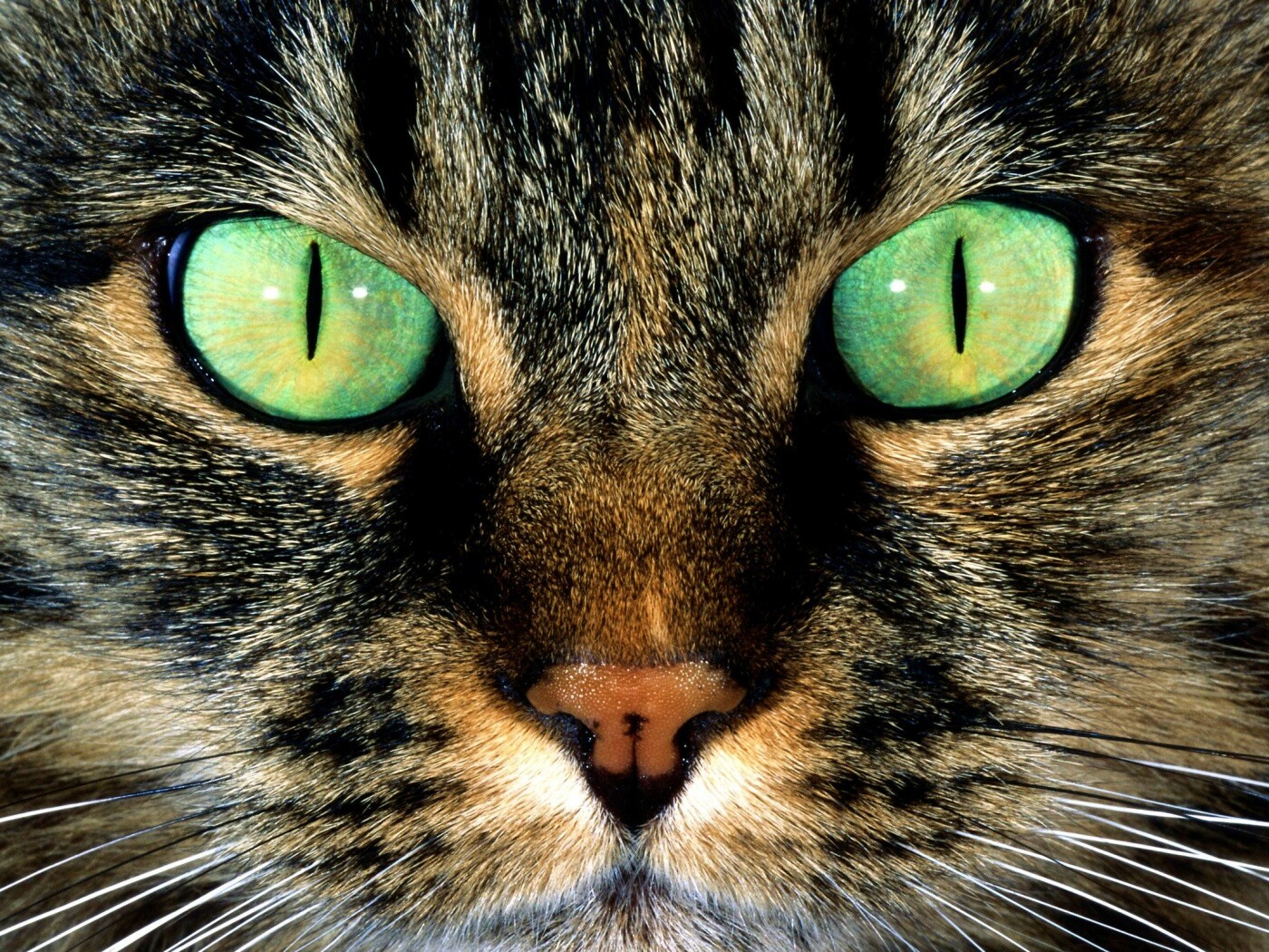 Кошачья морда обои
