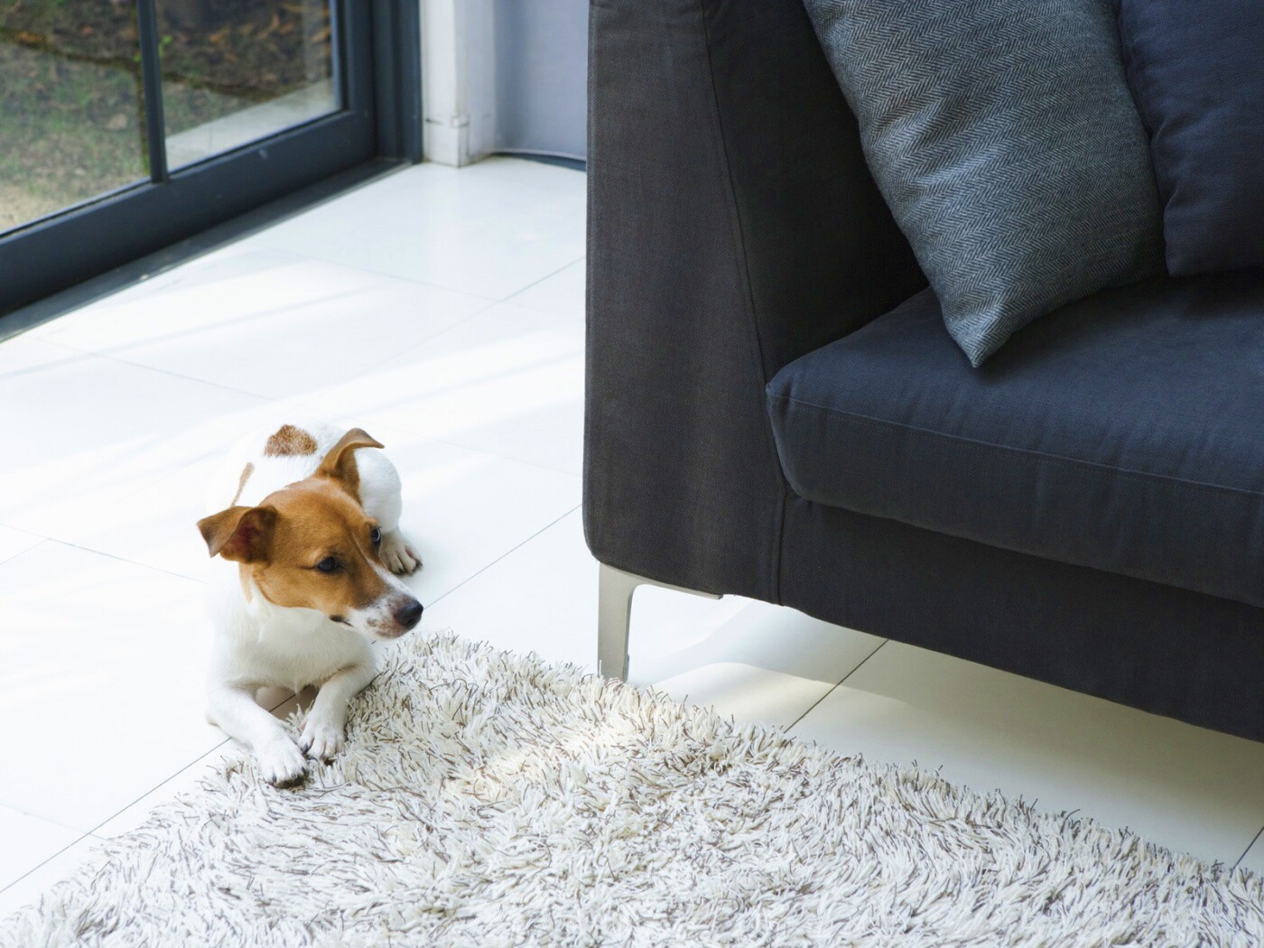 Собака обои