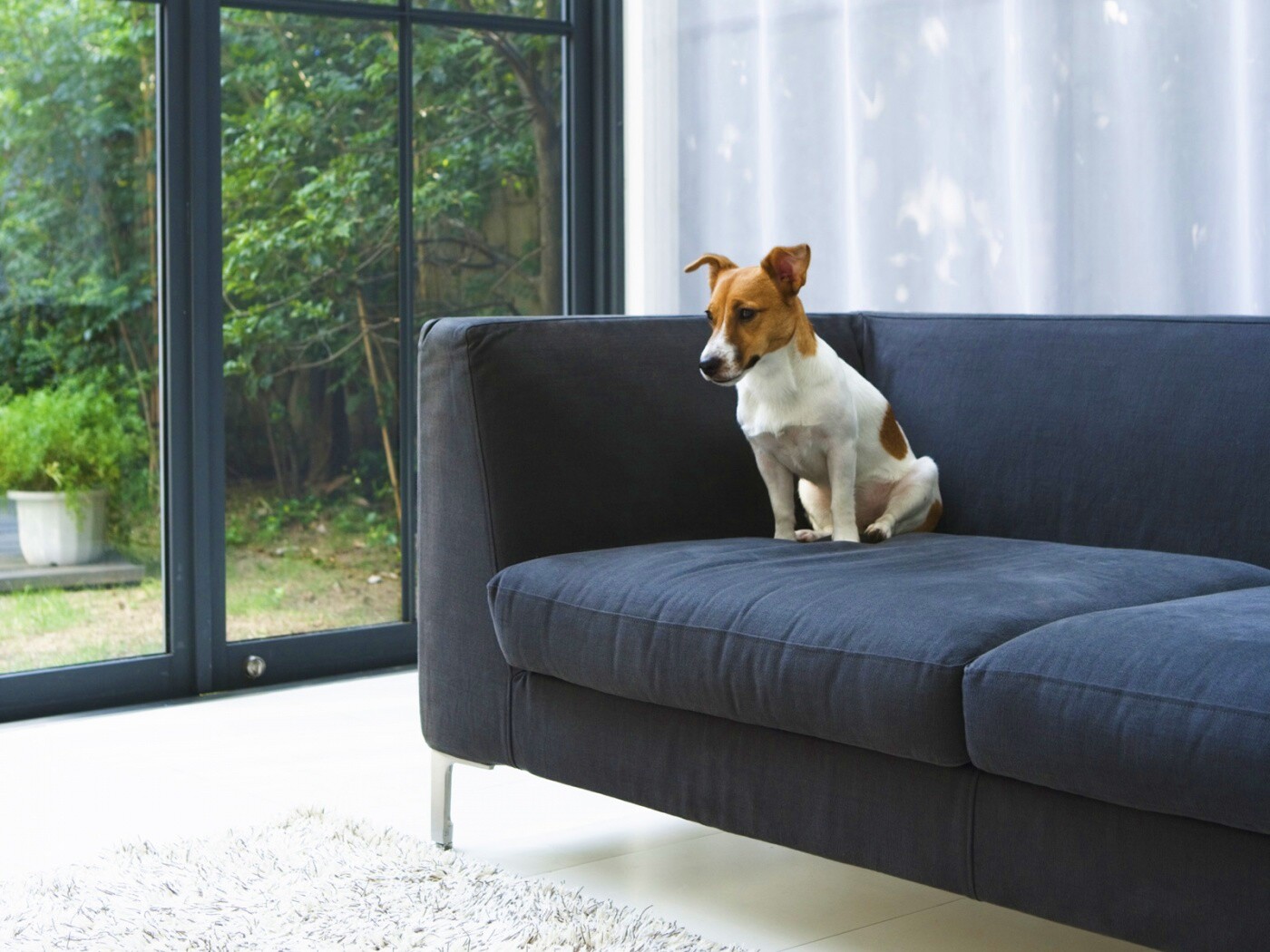 Пес на диване обои