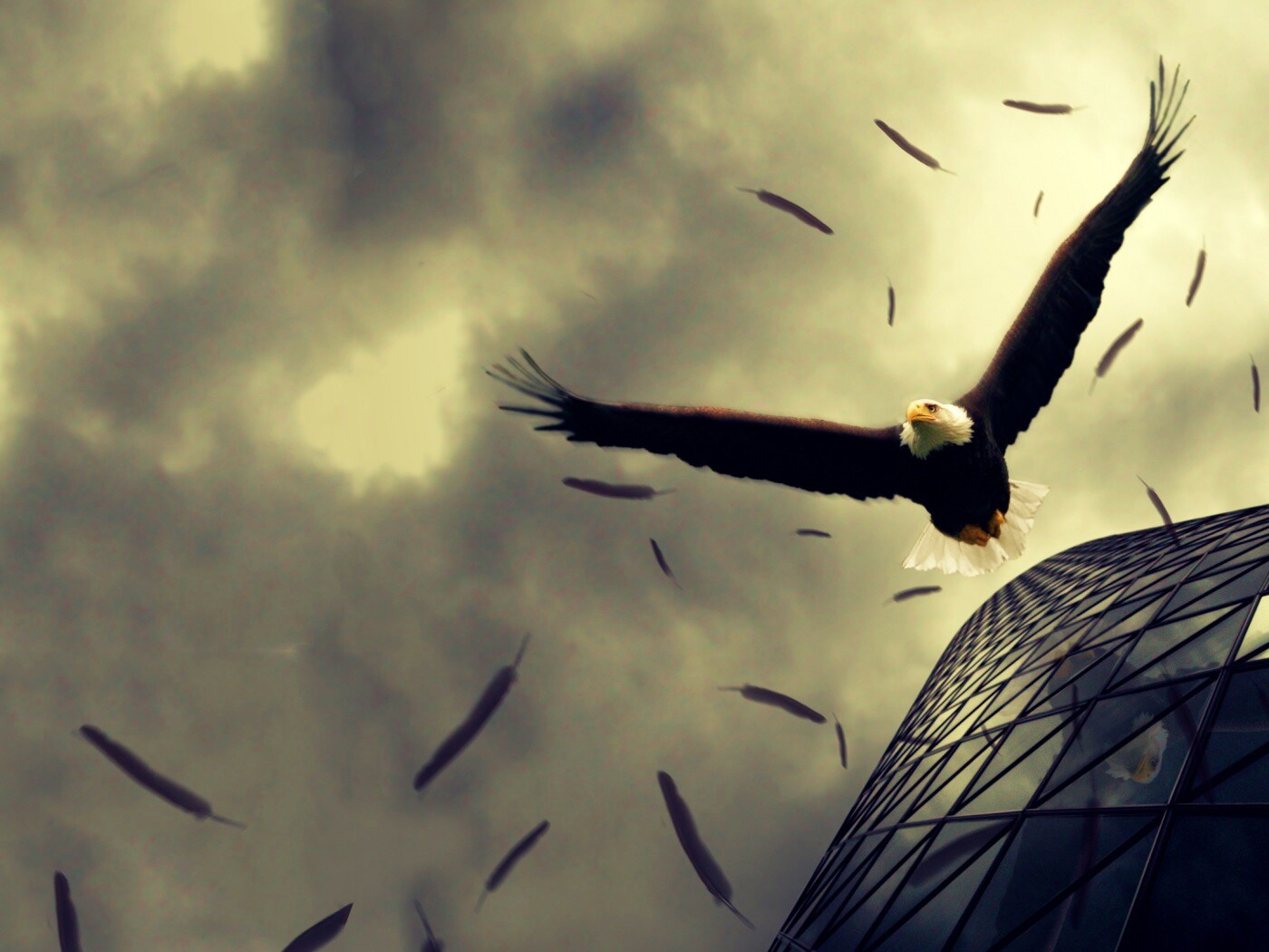 Орлиный полет обои