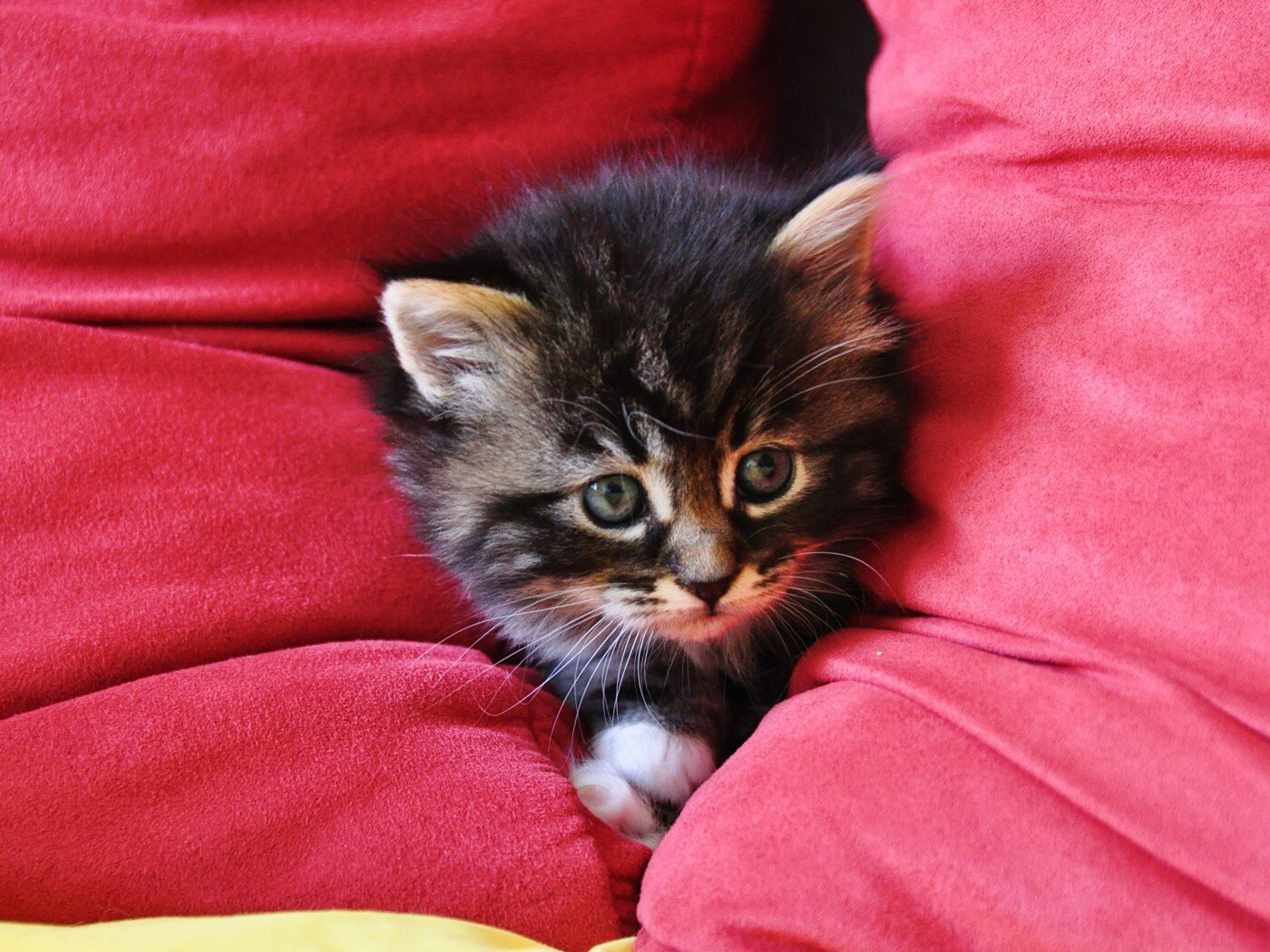 Котенок в подушках обои