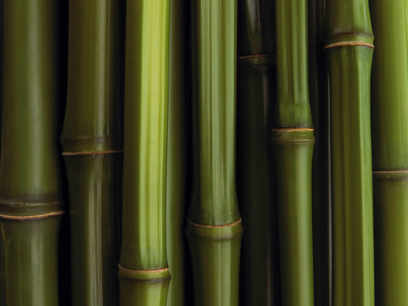 Бамбуковая роща обои
