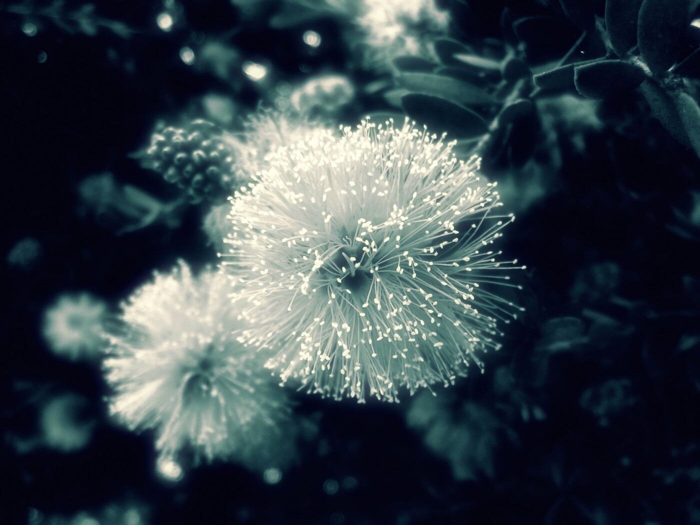 Сказочный цветок обои