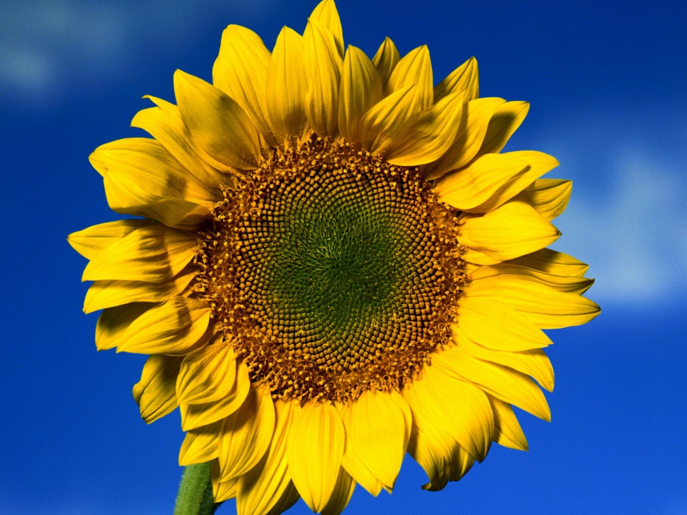 Солнечный цветок обои