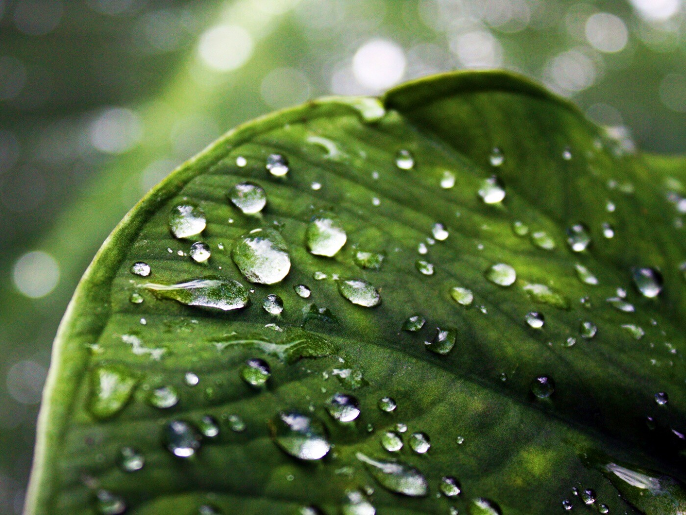 Роса на листке обои