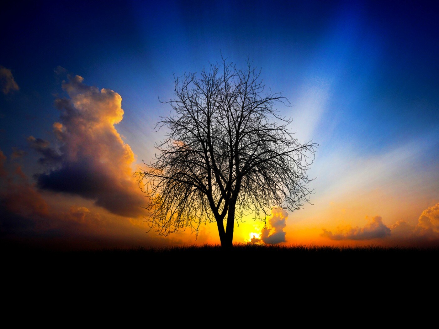 Дерево на закате обои