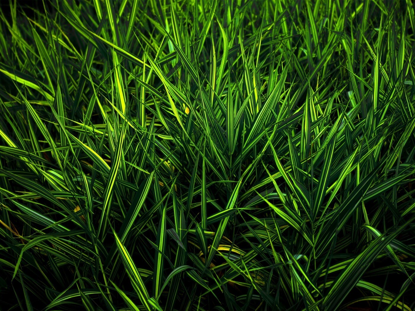 Дикая трава обои