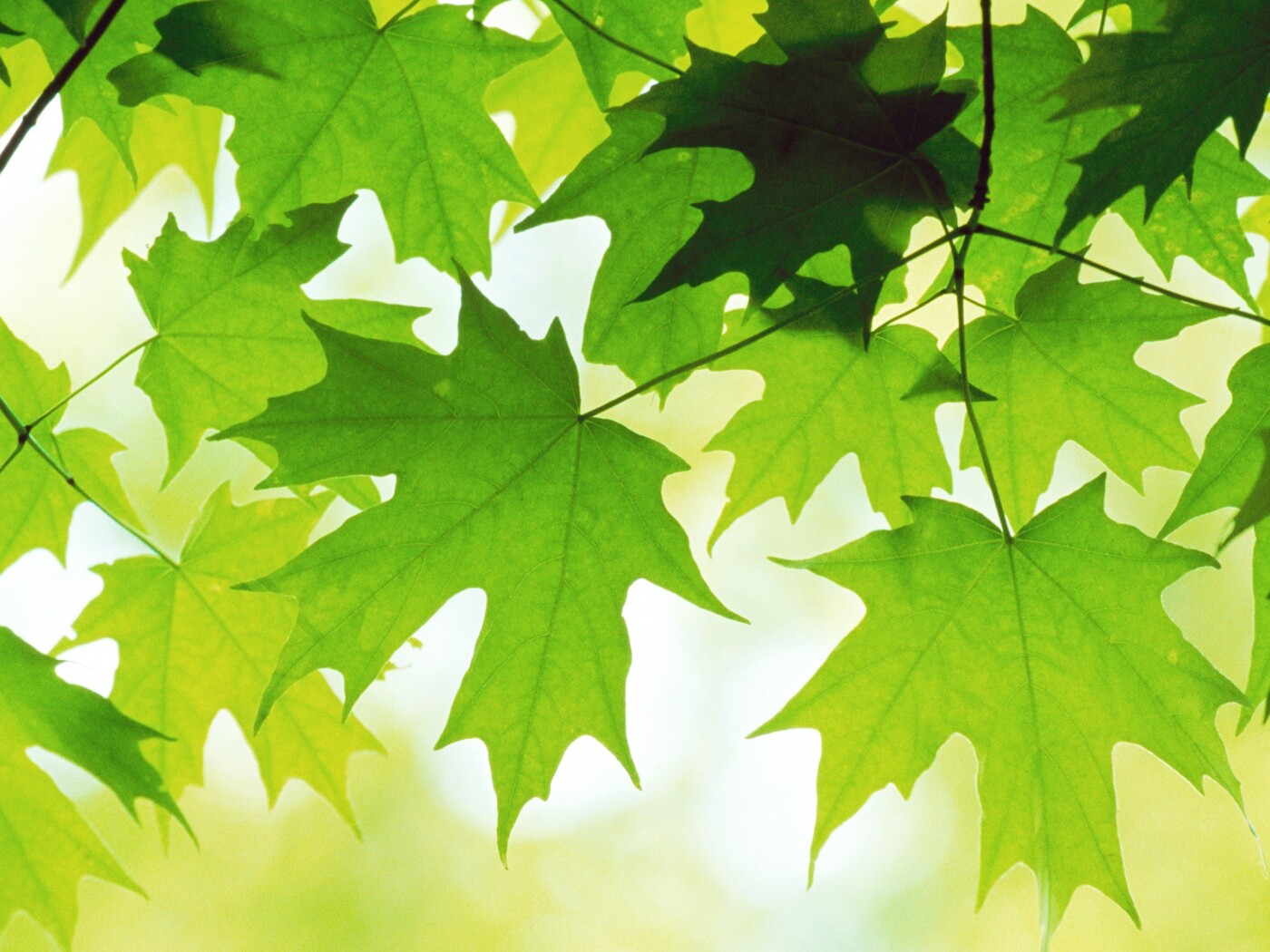 Кленовые листья обои