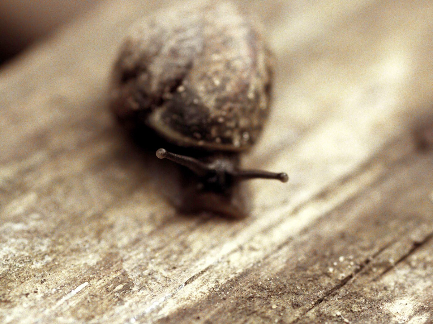 Улитка на ветке обои