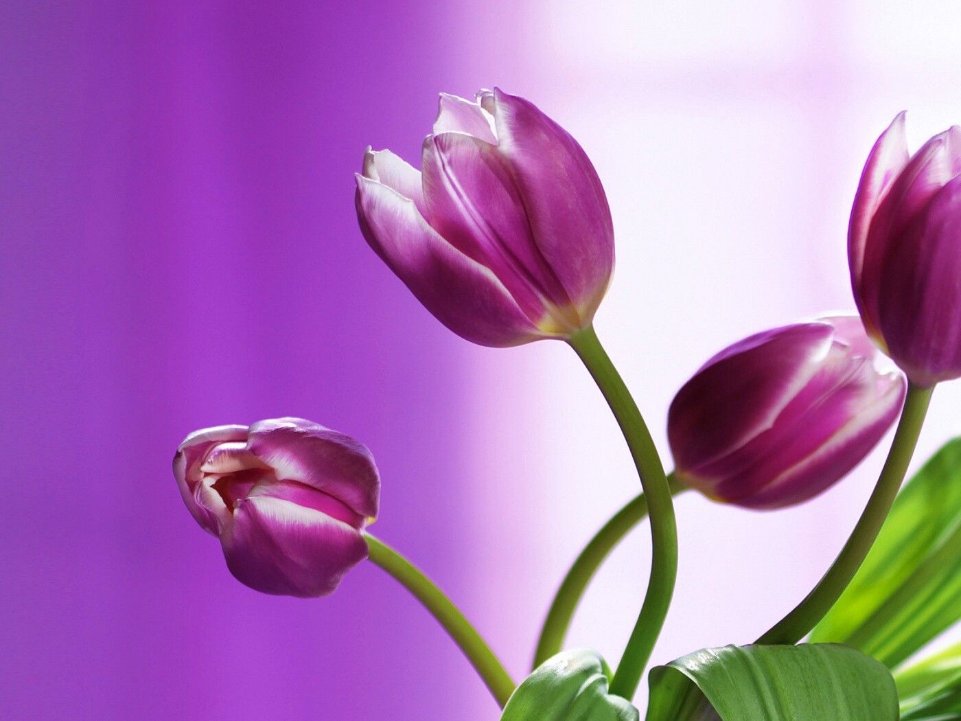 Сиреневые цветы обои