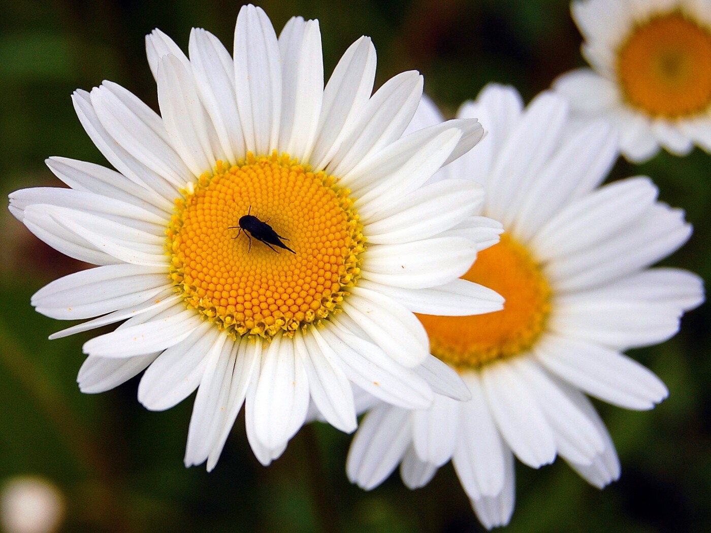 Ромашки обои