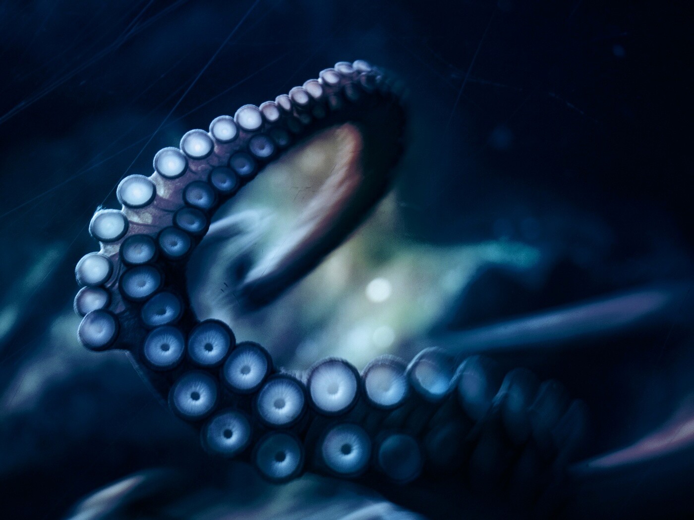 Щупальце обои