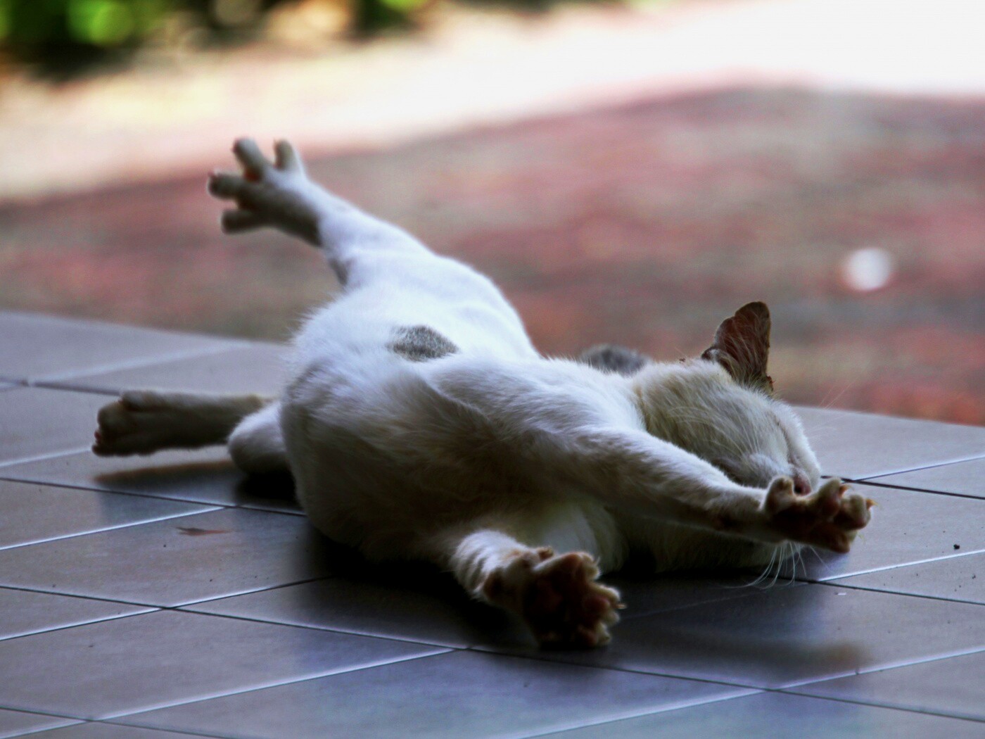 Потягивающаяся кошка обои