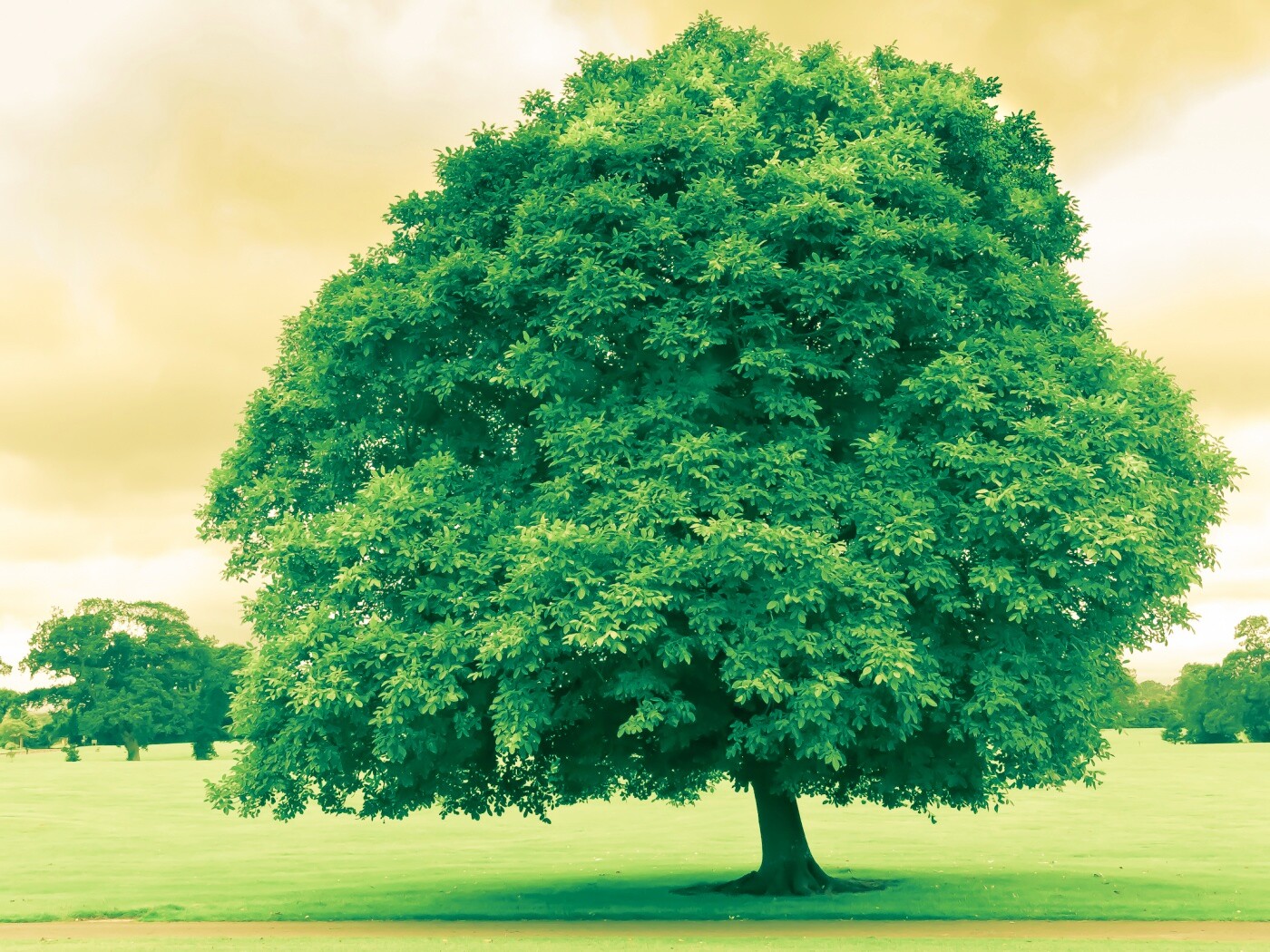 Зеленое ирландское дерево обои