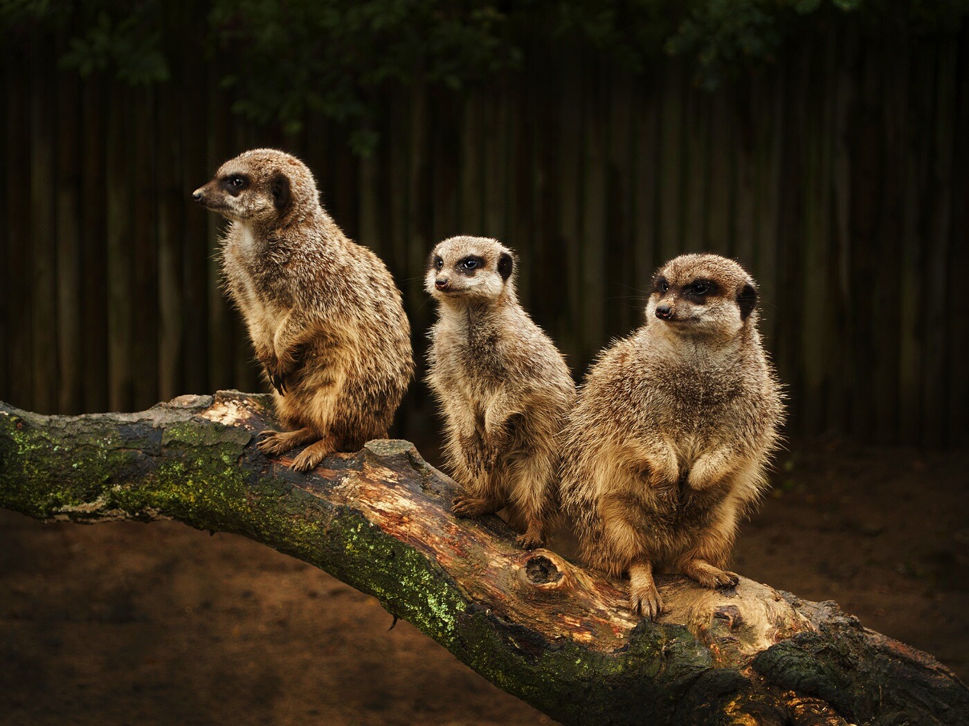 В дозоре обои