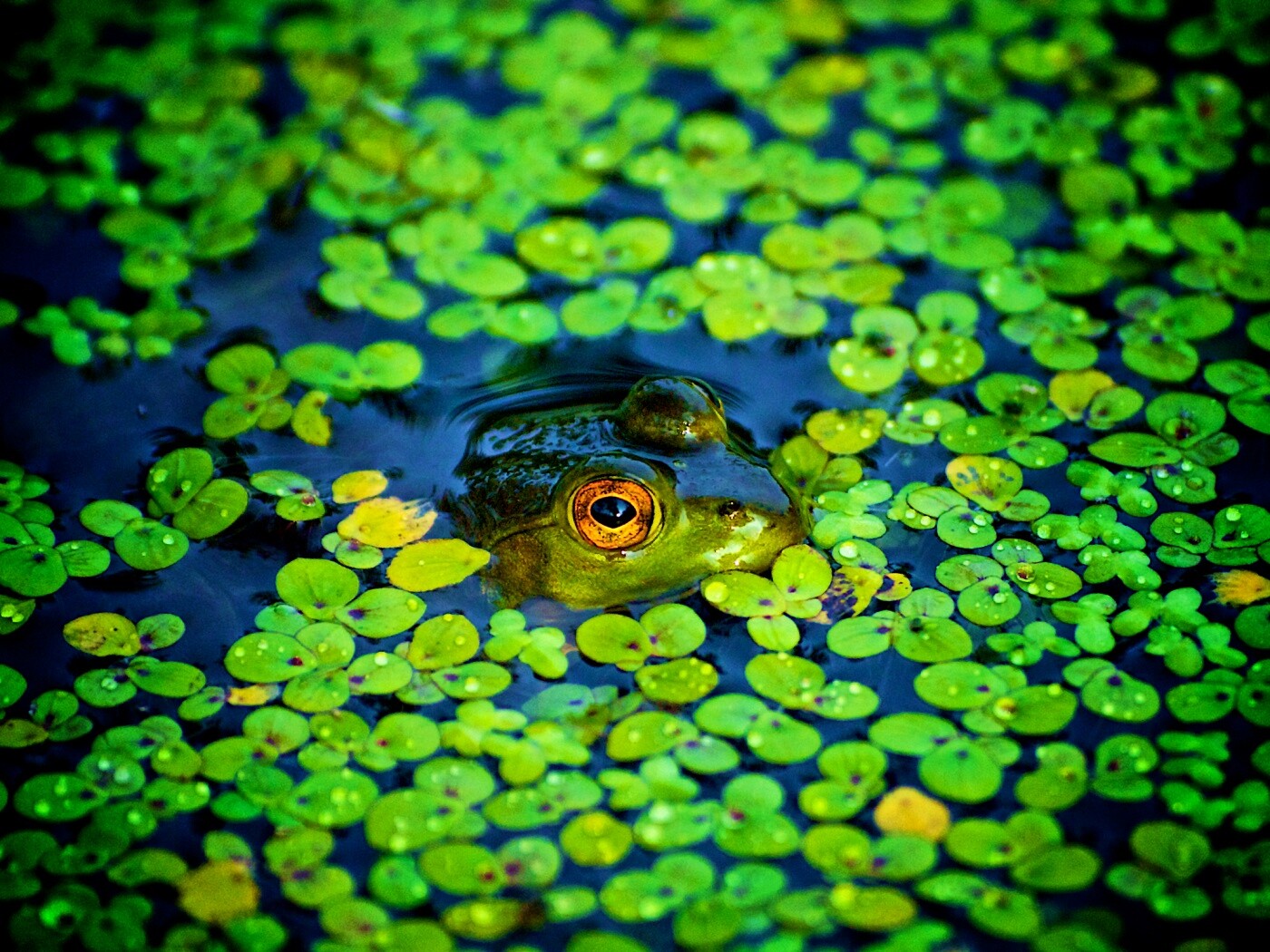 Маленькая лягушка обои