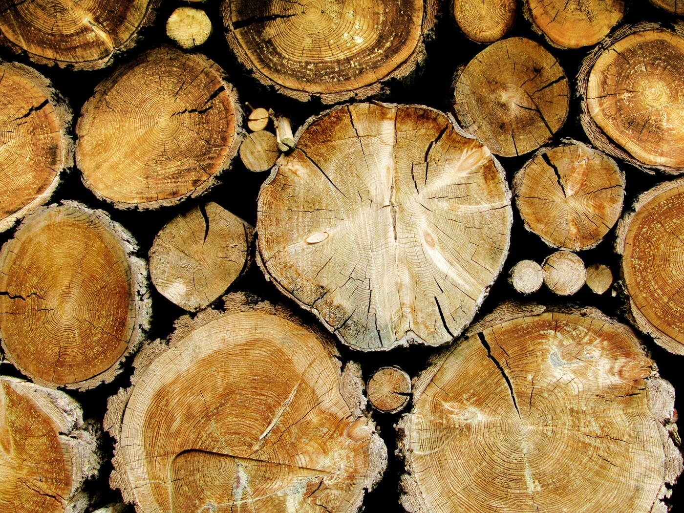 Древесный спил обои