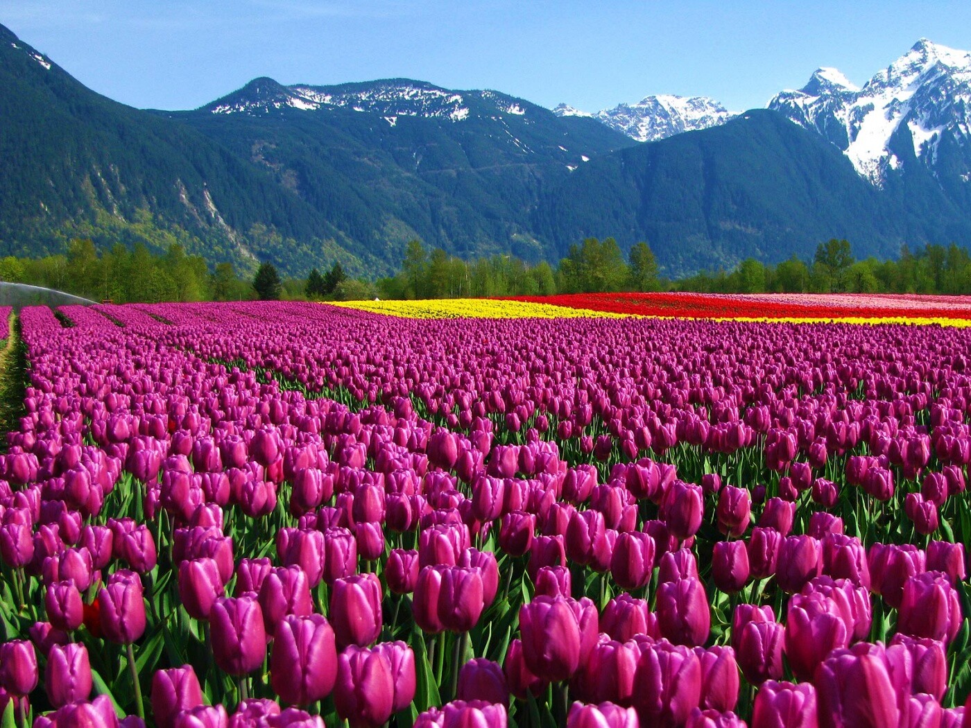 Поле тюльпанов обои