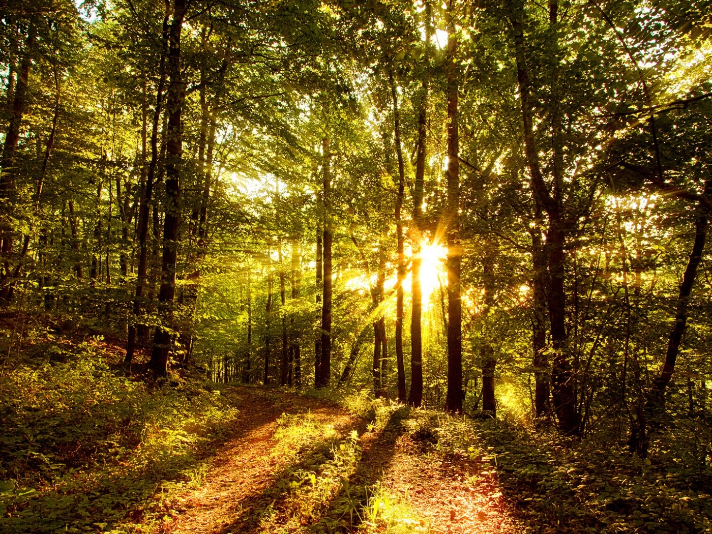 Свет сквозь деревья обои