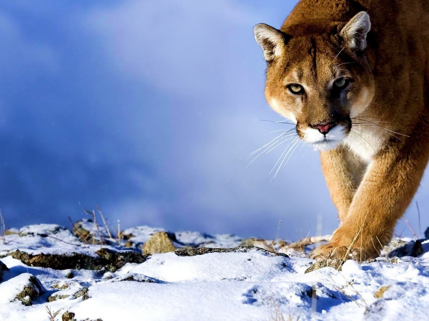 Пума с грозным взглядом обои