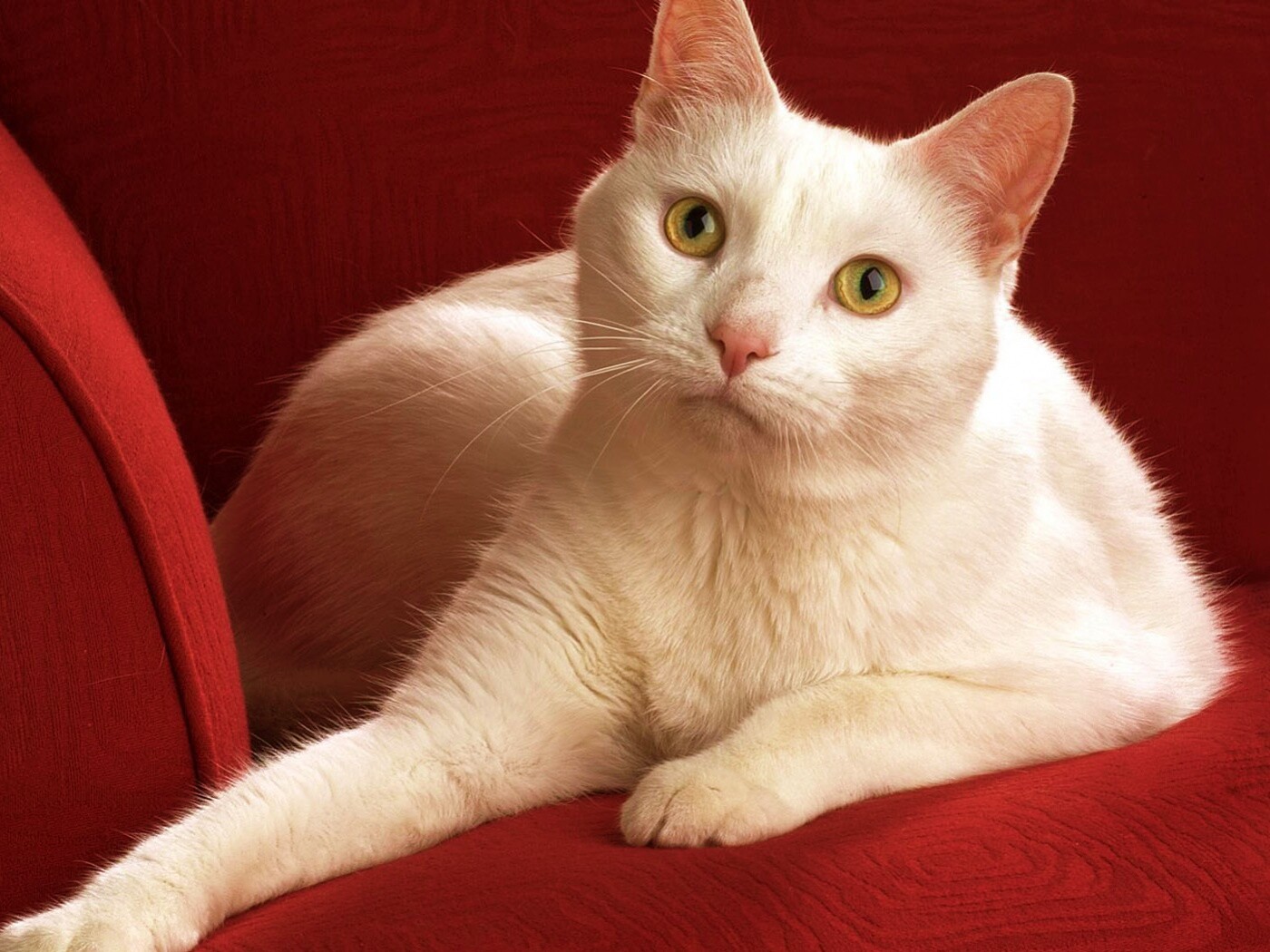 Белой кот на красном диване обои