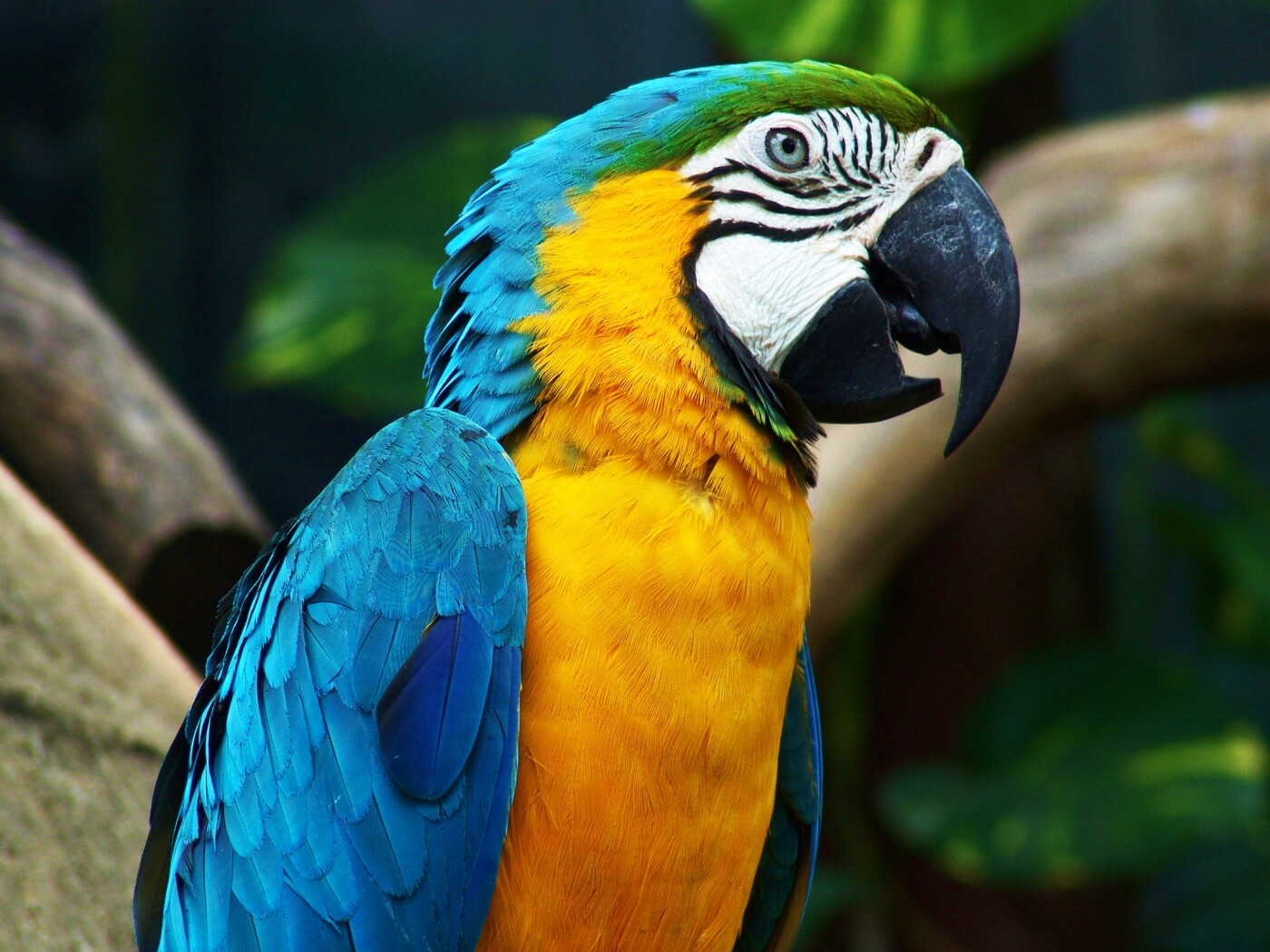 Разноцветынй попугай обои