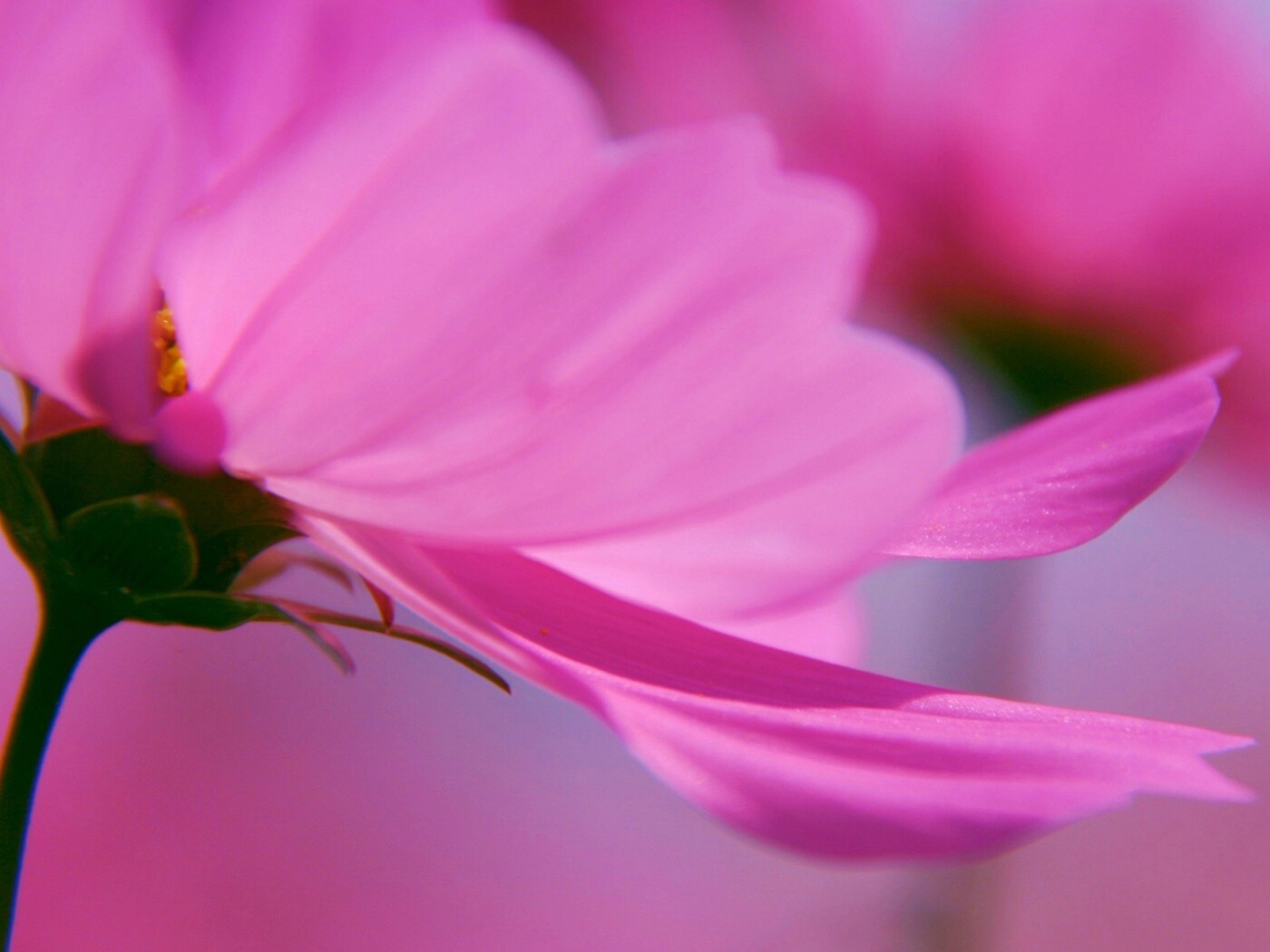 Розовый цветок обои