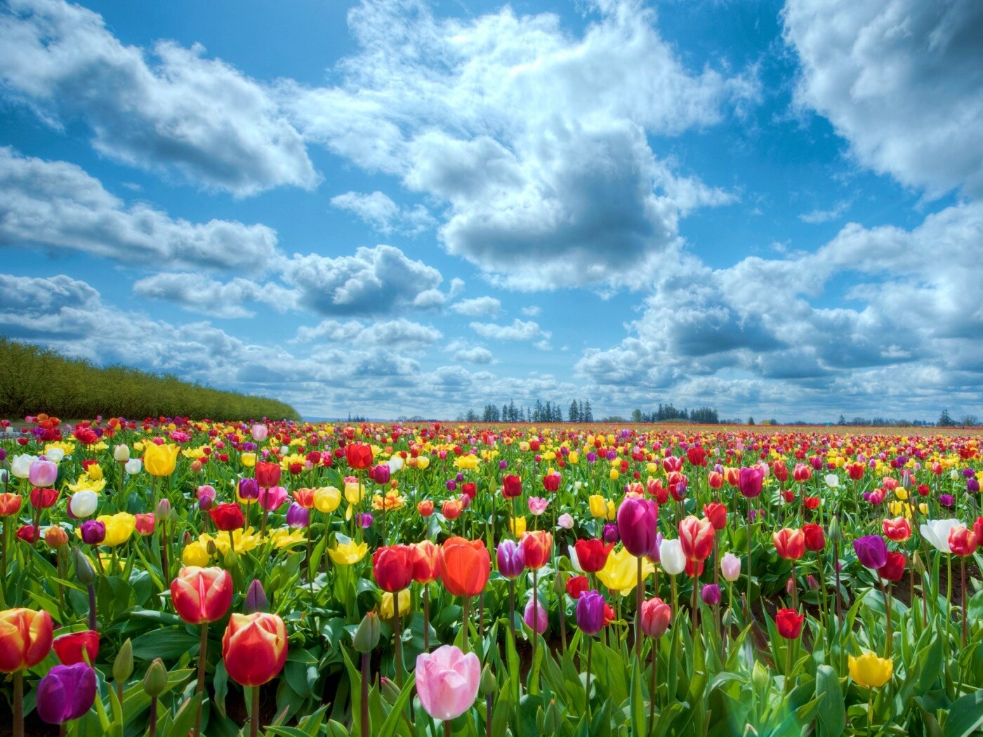 Поле тюльпанов обои