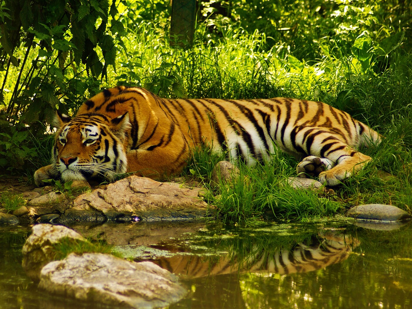Тигр отдыхает обои