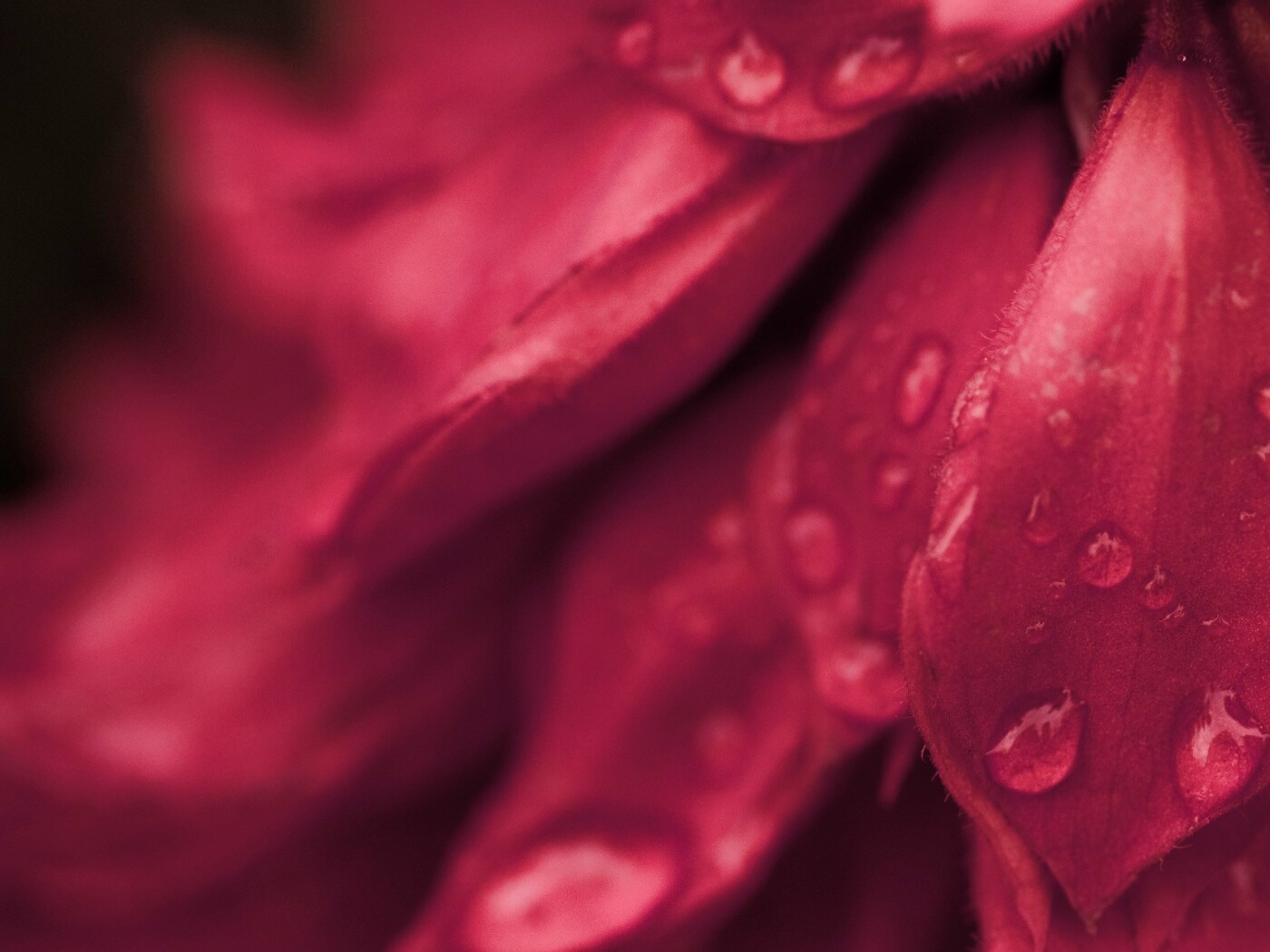 Лепестки обои