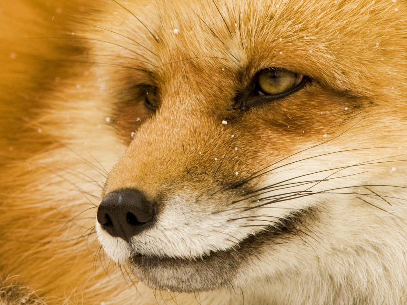 Морда рыжей лисы обои
