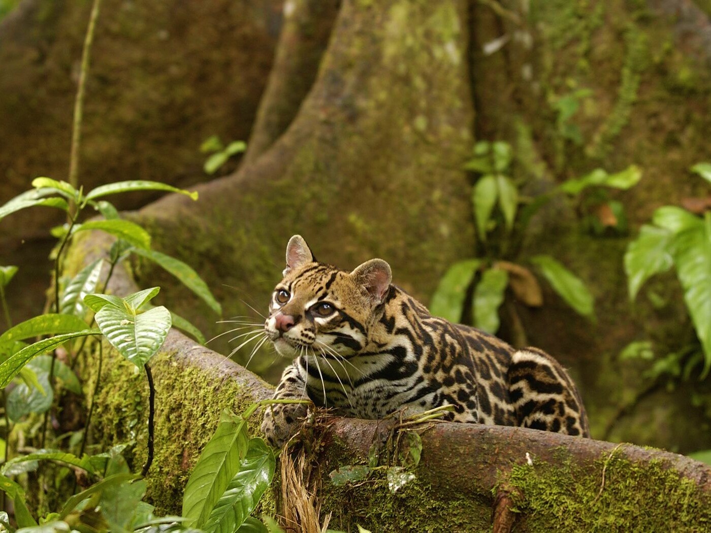 Оцелот обои