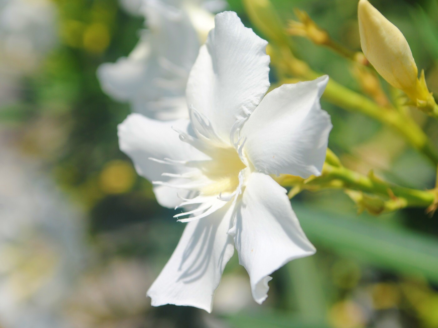 Эухарис, амазонская лилия обои