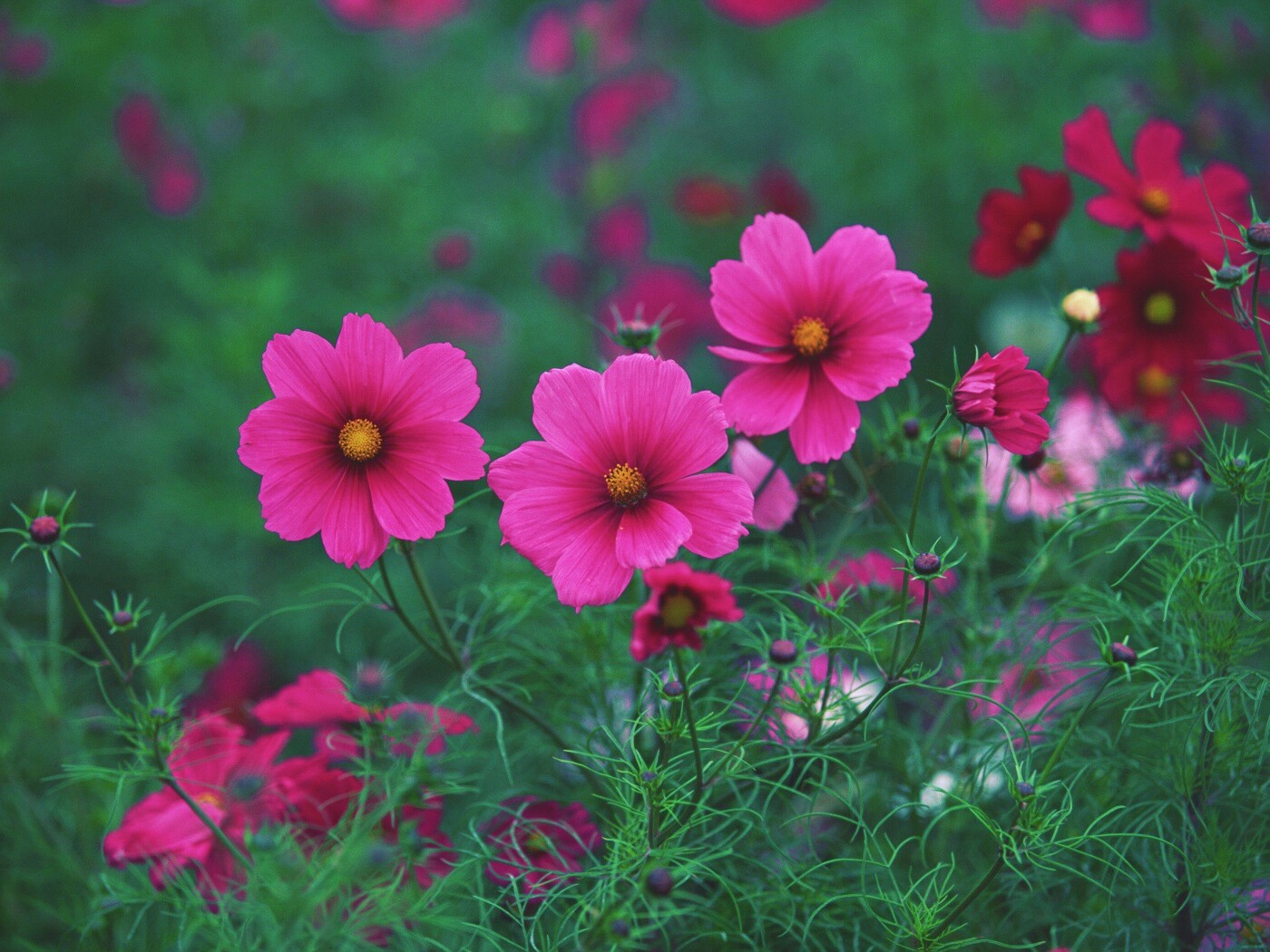 Яркие розовые цветы обои