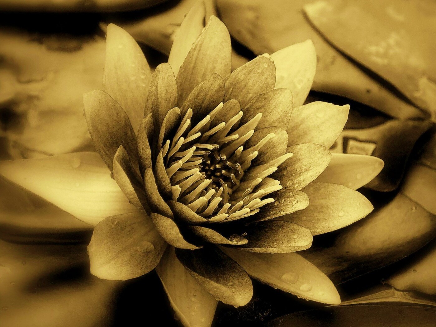 Кувшинка обои