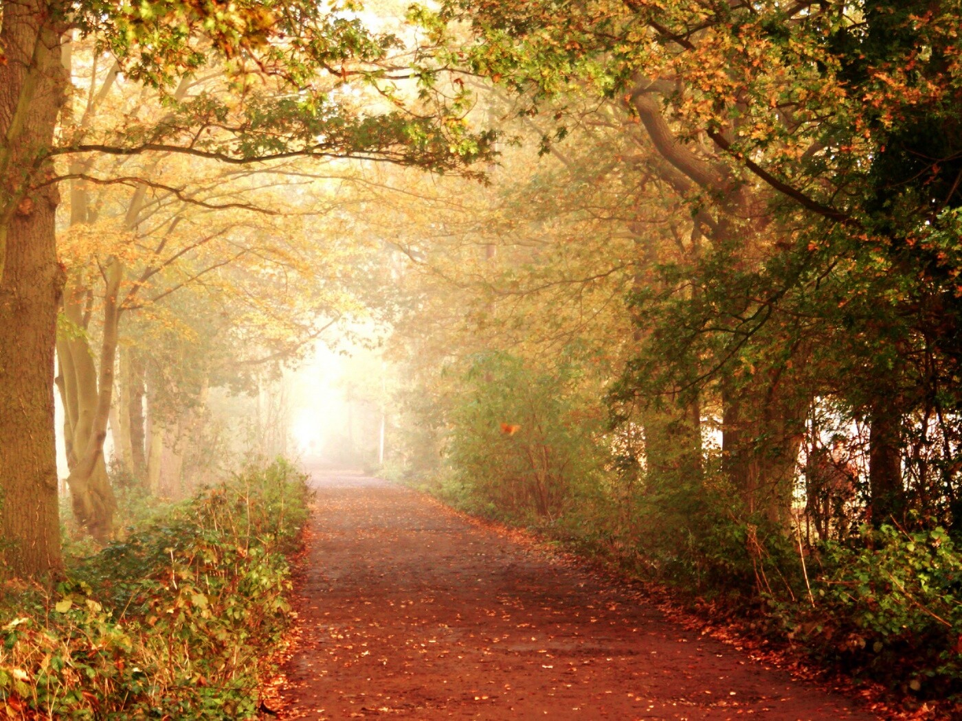 Парковая дорожка обои