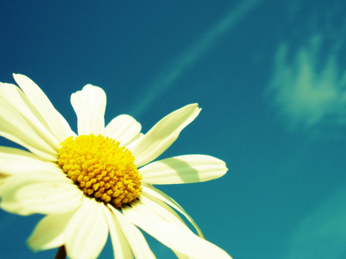 Ромашка на фоне синего неба обои