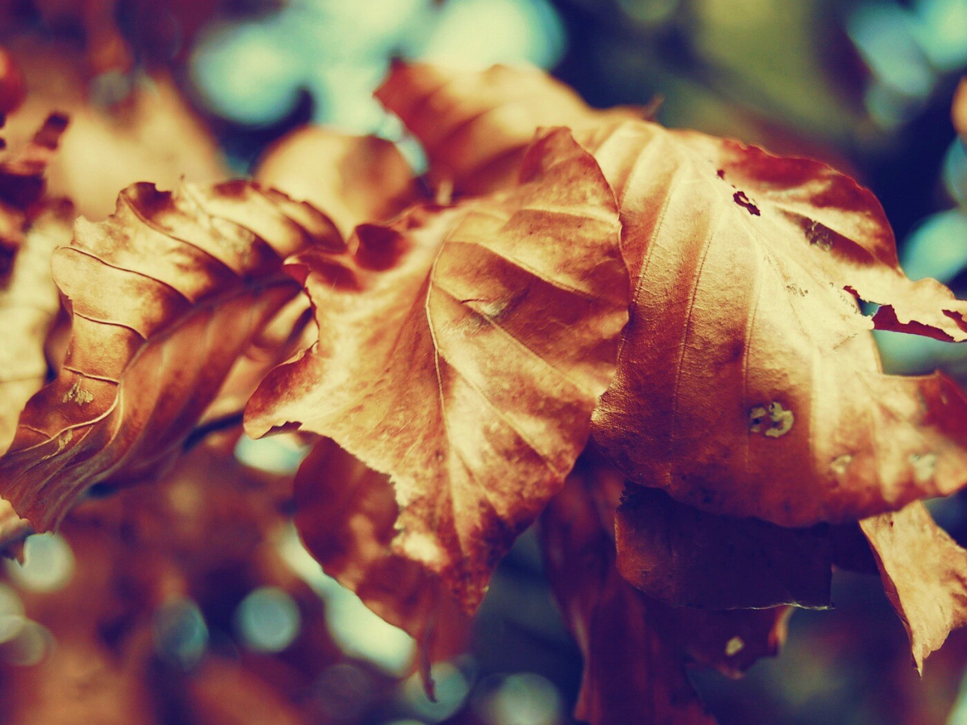 Засохший лист обои