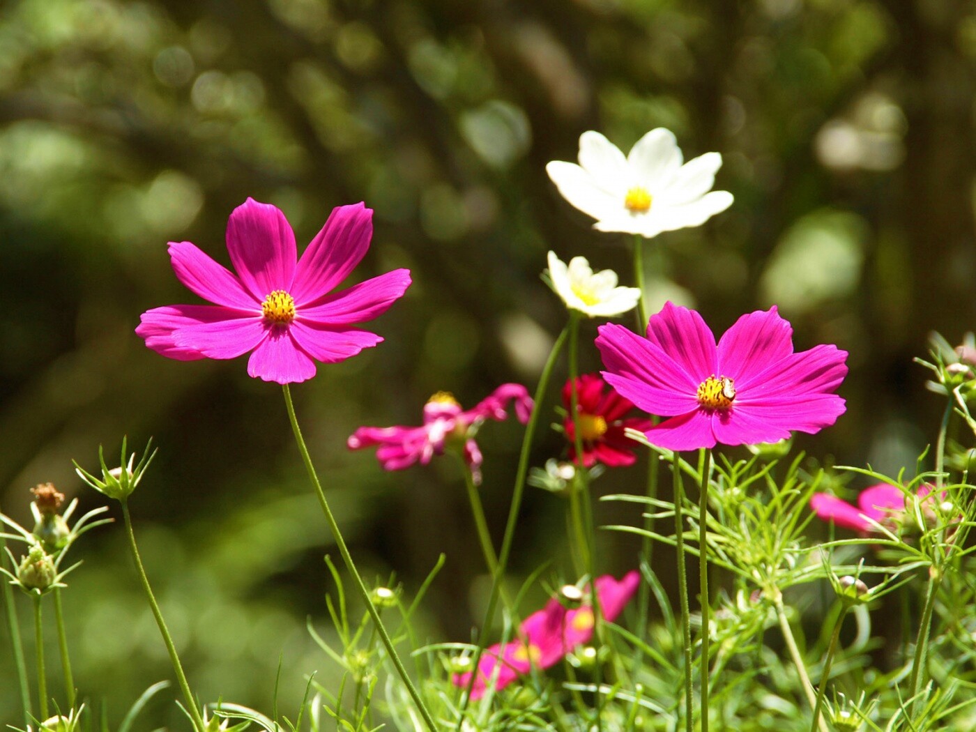 Белые и розовые цветочки обои