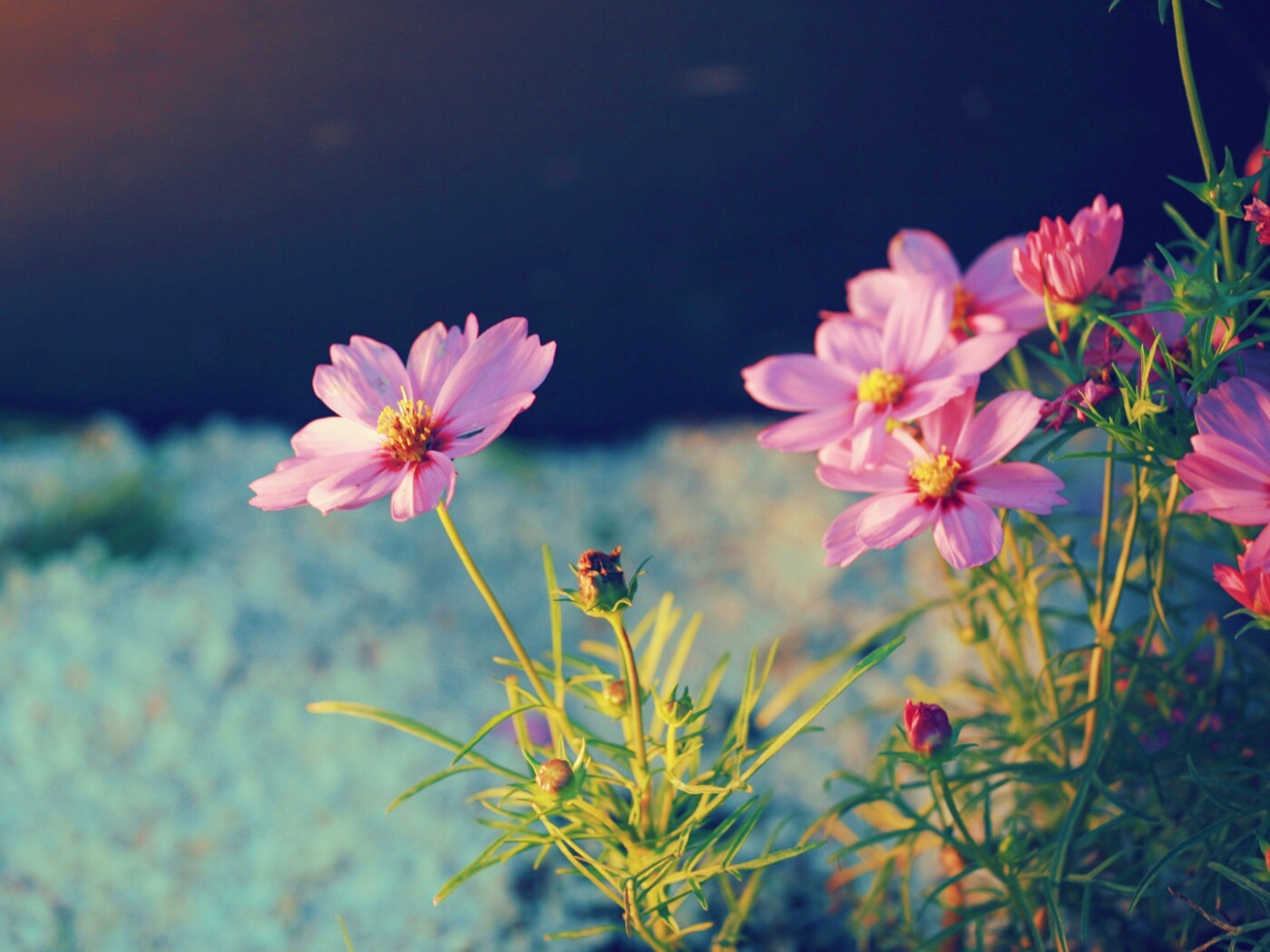 Полевой цветок обои