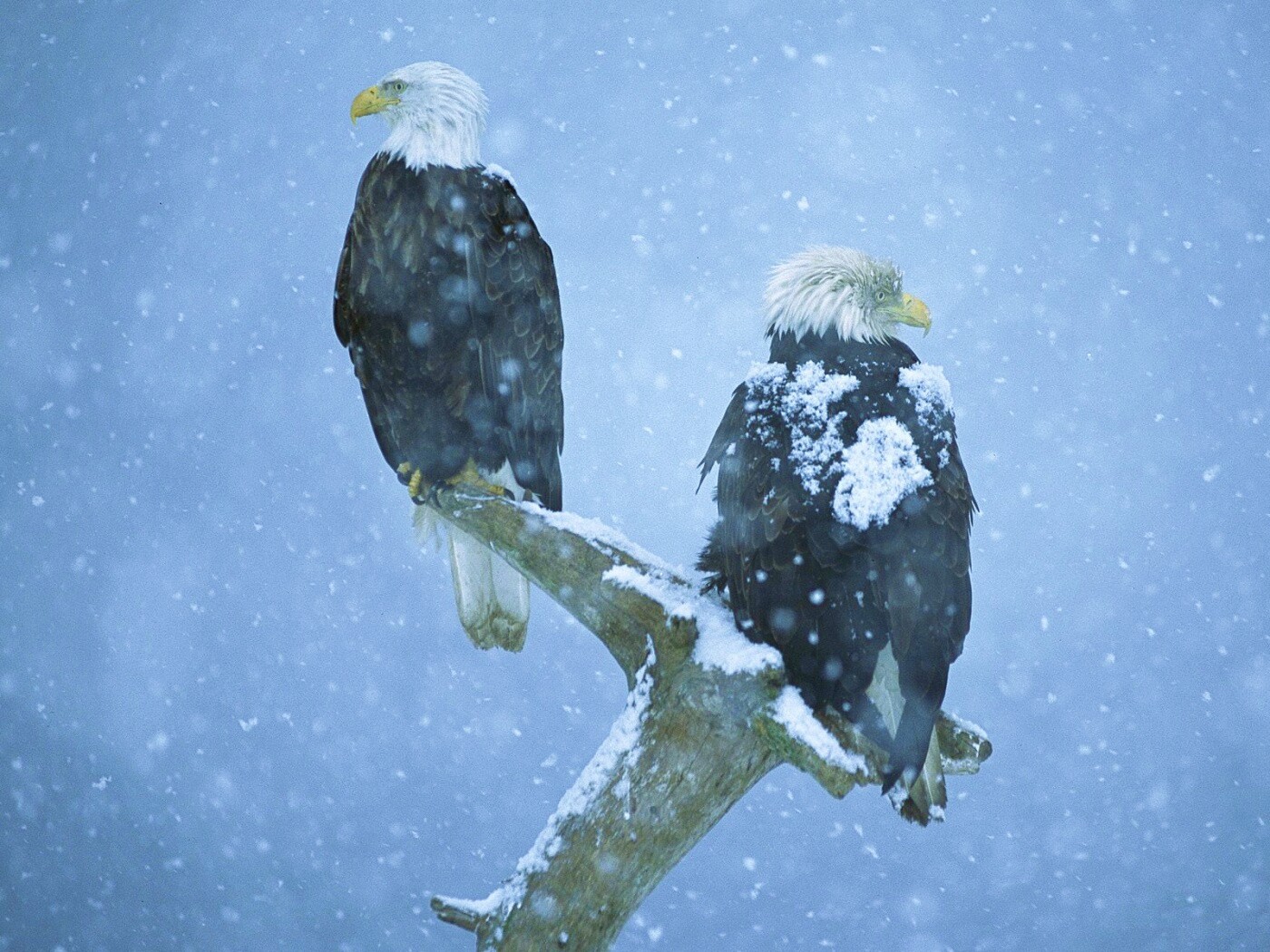 Орлы на ветке в снегопад обои