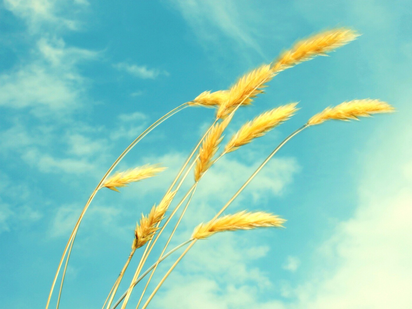 Колосья обои