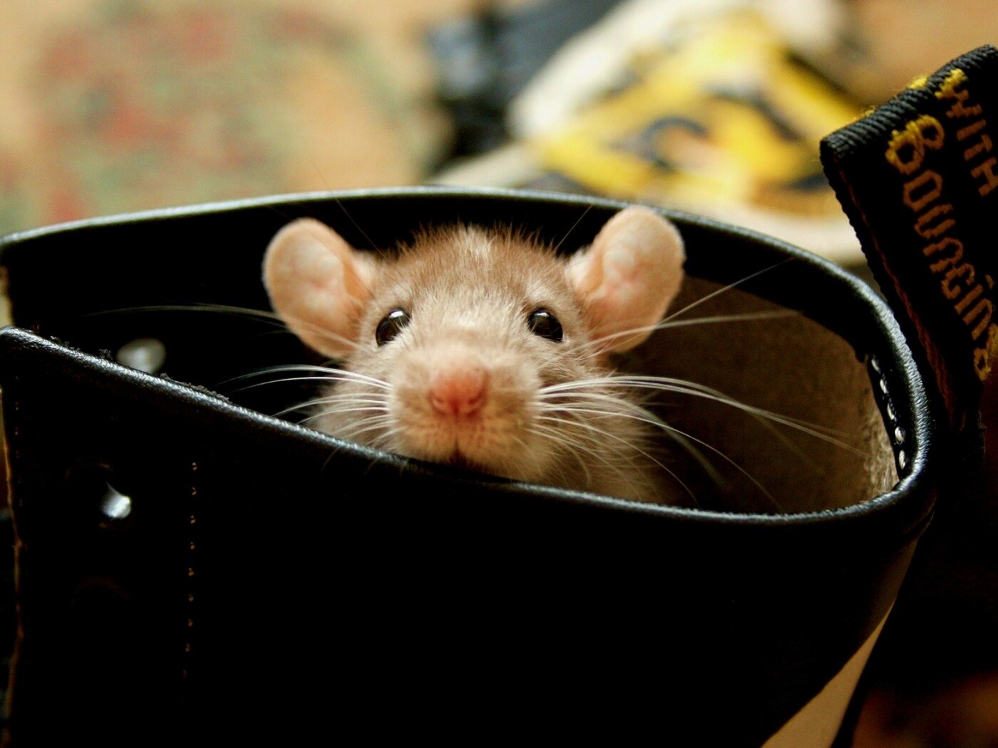 Мышонок выглядывает из ботинка обои